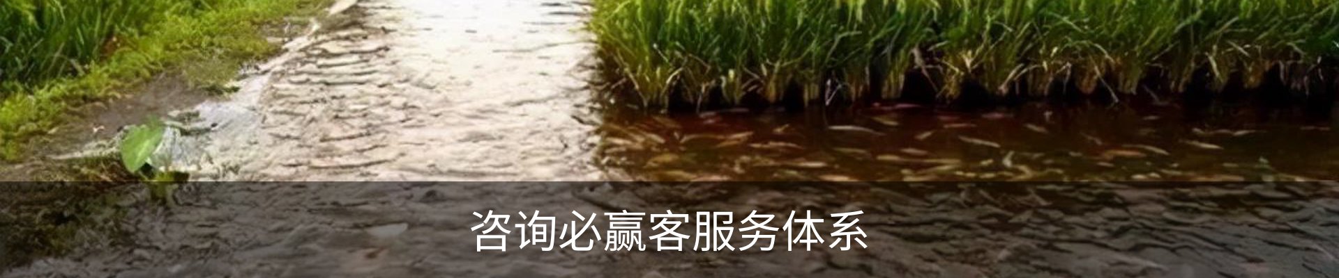 咨询必赢客服务体系